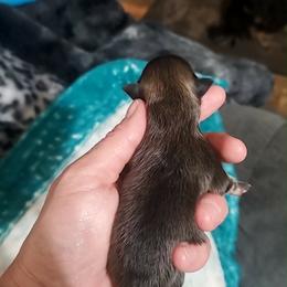 Boy 1 - Orange sable male Pomeranian puppy in Tulsa County, Oklahoma from CP Kennels