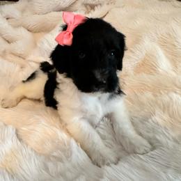 Pray - Parti female Goldendoodle puppy in Greensboro, Georgia from B’s Doodles