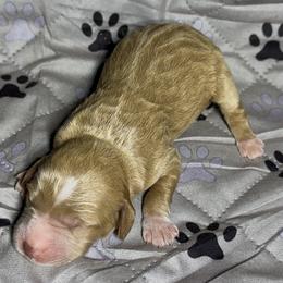 Male 1 - Apricot male Goldendoodle puppy in Sterling, Connecticut from Justine’s Retrievers and Doodles
