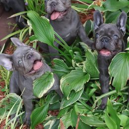 French Bulldog Puppies from Moss Frenchie's Home