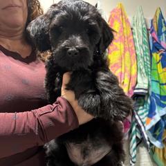 Boy 2 - Bergamasco Sheepdog puppy from Fox Valley Bergamasco