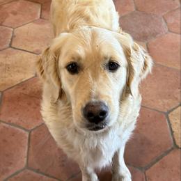 Iris - Golden Retriever