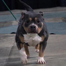 Fern - American Bully