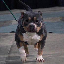 Fern - American Bully