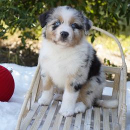 Comet - Blue merle male Australian Shepherd puppy in Victoria, Texas from Silvermist Australian Shepherds