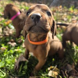 Boy 3 - Red male Redbone Coonhound puppy in Hustontown, Pennsylvania from Triple I Redbones