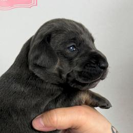 Violet - Blue Tanpoint - Blue female Great Dane puppy in Morton, Illinois from That Gurl K9s