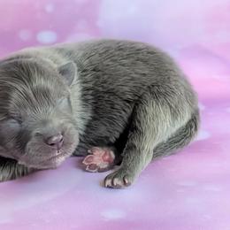 Blake - Blue and tan male Pomeranian puppy in Fultonville, New York from Sandy Aussies & Pomeranians