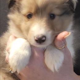 Bucky - Sable merle and white male Shetland Sheepdog puppy in Altha, Florida from Hill Top Shelties