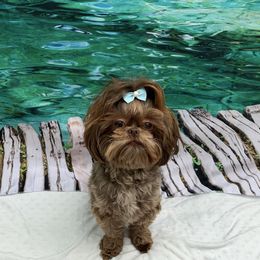 Lilli - Shih Tzu