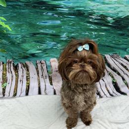 Lilli - Shih Tzu