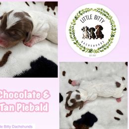 Chocolate and tan Piebald - Piebald female Dachshund puppy in Tecumseh, Oklahoma from Little Bitty Dachshunds