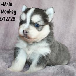 Apple - Blue male Pomsky puppy in Centerville, Iowa from LJ Kennels Pomskies, LLC