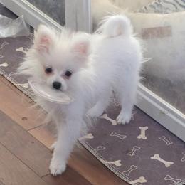 Puff Bunny 760 960-2619 - Cream male Pomeranian puppy in El Centro, California from BabyBooPoms