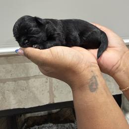 Shih Tzu Puppies from Pretty Paws & Pearls Shih Tzu's