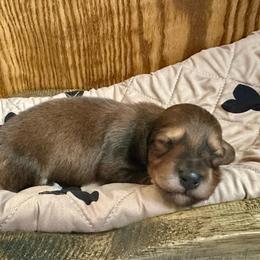 Jelly Bean - Red male Dachshund puppy in Wolf Lake, Indiana from Canisteo Dachshunds