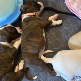 Orange - Brindle male Boxer puppy in Evington, Virginia from Boxer Tails