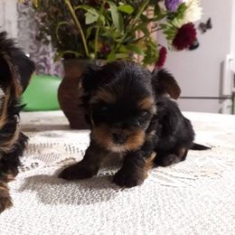 Yorkipoos from Samantha's Yorkies