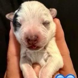 Estrada - Blue female Australian Cattle Dog puppy in Clovis, California from Miller Australian Cattle Dogs