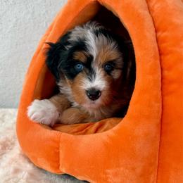 Sierra - Guardian Home Opportunity - Blue merle female Bernedoodle puppy in Concord, California from Golden State Good Dogs