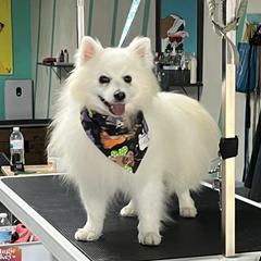 Rex - American Eskimo Dog