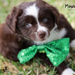 Australian Shepherd, Miniature American Shepherd, Miniature Australian Shepherd, and Toy Australian Shepherd Puppies from TK Standard, Mini, & Toy Aussies