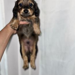 Torch - Red male Dachshund puppy in Ceres, California from Rockin' M’s LilBitty Dachshunds (LBD)