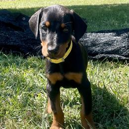 Edge - Black and rust male Doberman Pinscher puppy in Blanchester, Ohio from Battle Creek Dobermans