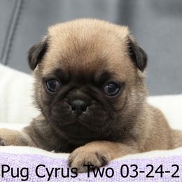 Pug Puppies from Bradley's Pugs