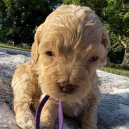 Mercy - Cream female Cockapoo puppy in Bedford, Iowa from Our Father’s Doodles