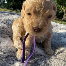 Mercy - Cream female Cockapoo puppy in Bedford, Iowa from Our Father’s Doodles