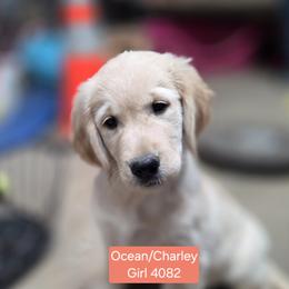 Ocean girl 1 - Light golden female Golden Retriever puppy in Niles, Michigan from Christiana Creek Goldens