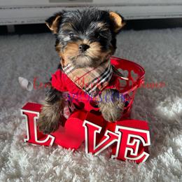 M.A.X. - Black and tan male Yorkshire Terrier puppy in North Chelmsford, Massachusetts from Coastal Yorkshire Terrier Yorkies & Biewer Terriers