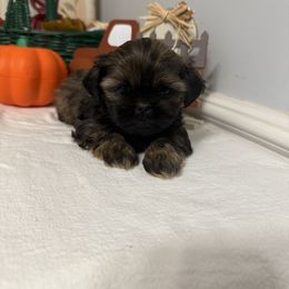 Bailey - Sable female Shih Tzu puppy in Boiling Springs, South Carolina from Sherry Whiteside's Shih Tzus