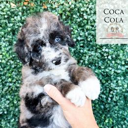 Coca-Cola - Blue merle male Aussiedoodle puppy in Corydon, Indiana from Ridgeline Doodles