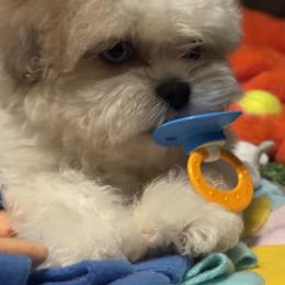 Cockapoo, Goldendoodle, and Shih Tzu Puppies from Dogue, where fashion meets fur