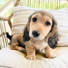 Dash 3750 - Cream male Dachshund puppy in Sylvania, Alabama from Yancey’s Doxies