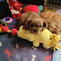 Gretel - Ruby Cavalier King Charles Spaniel puppy in West Valley, Utah from Criddle Mountain Cavaliers