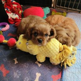 Gretel - Ruby Cavalier King Charles Spaniel puppy in West Valley, Utah from Criddle Mountain Cavaliers