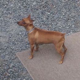Eevee - Miniature Pinscher