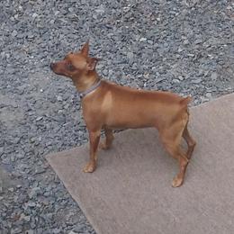 Eevee - Miniature Pinscher