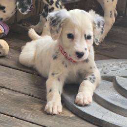 Thunder (LUA, Longcoat) - White and black male Dalmatian puppy in Salem, Missouri from Paradise Spots Dalmatians