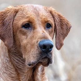 Labrador Retrievers from Riparian Retrievers