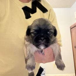 Chester - Tricolor male Shih Tzu puppy in Boiling Springs, South Carolina from Sherry Whiteside's Shih Tzus