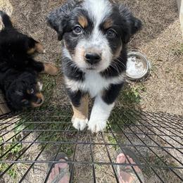 Chitiraya - Black tri female Miniature Australian Shepherd puppy in Gunnison, Colorado from McMillan Aussies