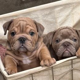 Bulldogs from Bows and Wrinkles Bulldogs