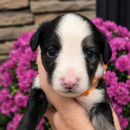 Waylon-Boy 1 - Blue merle male Aussiedoodle puppy in Mouth Of Wilson, Virginia from Holly Ridge Aussies, Aussiedoodles & Corgis