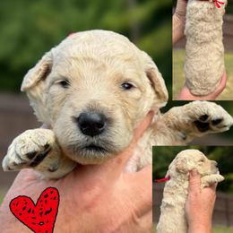 Red Collar - Cream female Goldendoodle puppy in Ringgold, Georgia from Sweet B’s Goldendoodles