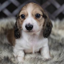 Dachshund puppies from Dachsy