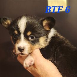 Black tri girl 6 - Black and tan female American Corgi puppy in Hampton, Tennessee from TC Farms Stock Dogs - Miniature Australian Shepherds